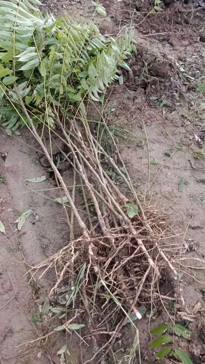 出售臭椿苗，巨峰葡萄苗。药用连翘苗，科研五号优质种苗，2/5年苗，药用连翘树，挂果树，全国包邮到家！财富密码18534302961