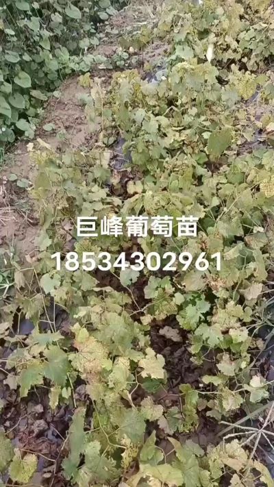 出售早熟巨峰葡萄苗。药用连翘苗，科研五号优质种苗，2/5年苗，药用连翘树，挂果树，全国包邮到家！财富密码18534302961