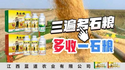 冬季种植，油菜，小麦，草莓等作物的，出现了除草剂药害，黄叶，僵苗，苗不长等问题，马上用多石粮，确保5天见到效果。