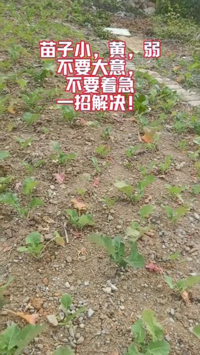 油菜苗子弱苗子小，就用多石粮，5天见效果。