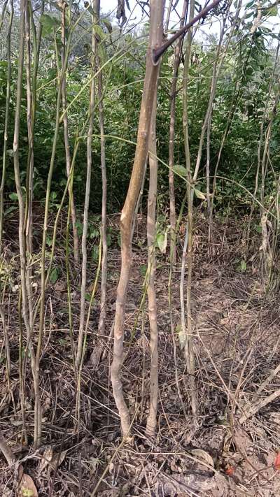 出售臭椿苗，巨峰葡萄苗。药用连翘苗，科研五号优质种苗，2/5年苗，药用连翘树，挂果树，全国包邮到家！财富密码18534302961