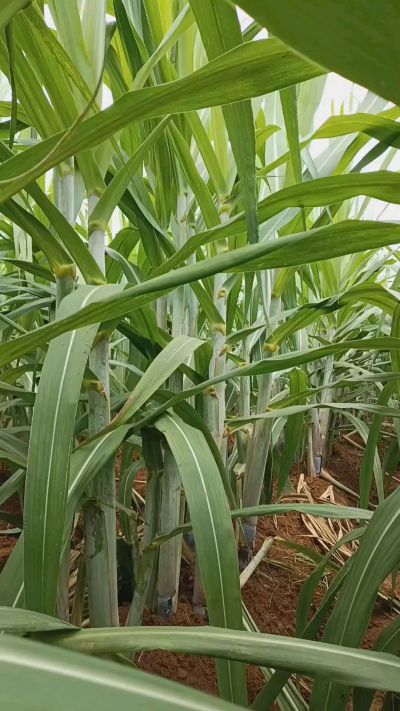 广西黑皮果蔗，从苗期到生长期全过程，高度，叶子长式