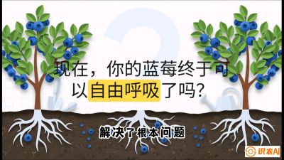 第3节：别把树&ldquo;憋死&rdquo;&mdash;&mdash;正确的定植与换盆手法,   课程：《蓝莓&ldquo;高产&rdquo;实战课：从选苗到丰收的10个关键点》