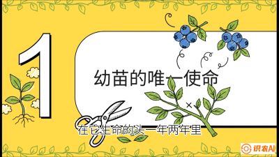 第6节：修剪决定产量（上）&mdash;&mdash;幼苗期与生长期修剪， 课程：《蓝莓&ldquo;高产&rdquo;实战课：从选苗到丰收的10个关键点》