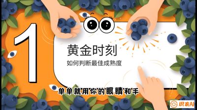 第10节：完美的&ldquo;果粉&rdquo;&mdash;&mdash;采摘时机与保鲜， 课程：《蓝莓&ldquo;高产&rdquo;实战课：从选苗到丰收的10个关键点》