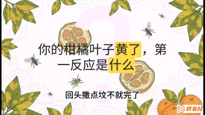 第一节：保命生死线&mdash;&mdash;黄龙病与木虱，课程：《柑橘十大病虫害：从入门到精通》