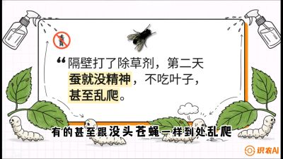 第05节：养蚕人的&ldquo;排雷战&rdquo;&mdash;&mdash;除草剂的生死禁忌，课程：《桑海淘金：桑树高产与蚕桑安全进阶实战课》