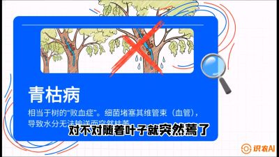 第08节：看不见的杀手&mdash;&mdash;青枯病与萎缩病，课程：《桑海淘金：桑树高产与蚕桑安全进阶实战课》
