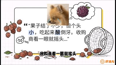 第10节：甜蜜的科学&mdash;&mdash;膨大、增甜与转色，课程：《桑海淘金：桑树高产与蚕桑安全进阶实战课》