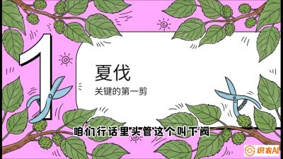 第11节：叶果双收&mdash;&mdash;特殊的夏伐与冬伐，课程：《桑海淘金：桑树高产与蚕桑安全进阶实战课》