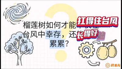 第四节：中国榴莲突围战：为生存重塑权型，抗台风矮化栽培与力学牵引，课程：《国产榴莲突围战：从泰国经验到中国实操的8堂必修课（高阶实战版）》