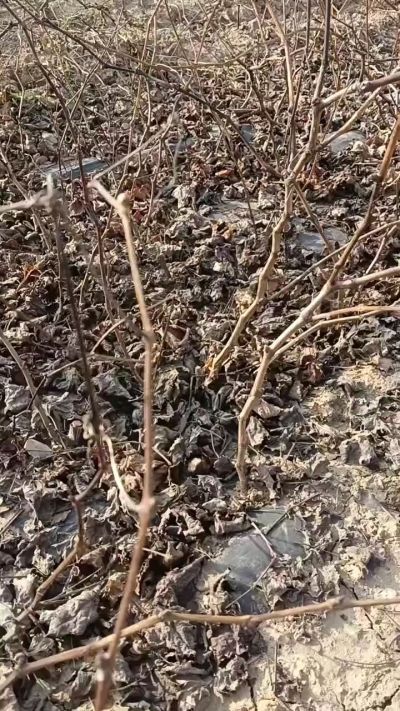 户太八号葡萄苗，一年扦插苗，需要联系，全国包邮到家。18534302961