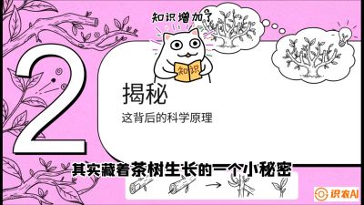 第04节（修剪篇）：树势复活术：从&ldquo;越剪越弱&rdquo;到&ldquo;枝繁叶茂&rdquo;的能量管理与夏秋茶逆袭，课程：《茶金时代：从&ldquo;看天吃饭&rdquo;到&ldquo;精准控局&rdquo;的茶叶高产提质实战课》