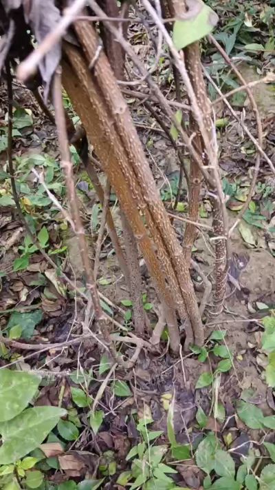 出售药用连翘苗，科研五号优质种苗，2/5年苗，药用连翘树，挂果树，全国包邮到家！财富密码18534302961出售药用连翘苗，科研五号优质种苗，2/5年苗，药用连翘树，挂果树，全国包邮到家！财富密码1