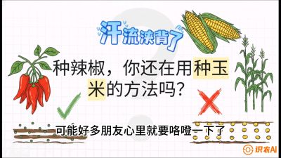 第1节：【品种定江山】工业辣椒vs小米辣：底肥公式与密度陷阱的&ldquo;百万生意经&rdquo;，课程：《辣椒种植实战特训营，从工业辣椒到精品小米辣，教你如何把&ldquo;草&rdquo;种成&ldquo;金&rdquo;》