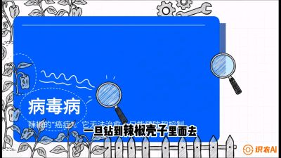 第5节：【病毒病阻击】辣椒的&ldquo;癌症&rdquo;怎么治？从&ldquo;绝收恐慌&rdquo;到&ldquo;带毒生产&rdquo;的逆转术，课程：《辣椒种植实战特训营，从工业辣椒到精品小米辣，教你如何把&ldquo;草&rdquo;种成&ldquo;金&rdquo;》