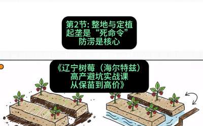 第二节： 整地与定植&mdash;&mdash;起垄是&ldquo;死命令&rdquo;，防涝是核心，课程：《辽宁树莓（海尔特兹）高产避坑实战课：从保苗到高价》