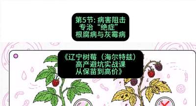第五节： 病害阻击&mdash;&mdash;专治&ldquo;绝症&rdquo;根腐病与灰霉病，课程：《辽宁树莓（海尔特兹）高产避坑实战课：从保苗到高价》