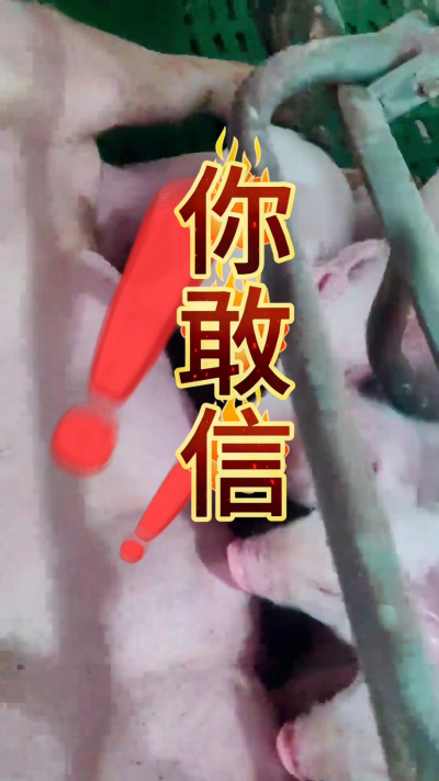 小猪抢不到奶，干瘦不长肉？成活率总上不去？😭
自从用上南商农科这款仔猪补奶机，再也没这烦恼！
✅ 一键设置下料参数，新手也能上手
✅ 恒温补奶，小猪抢着喝，长势超均匀
从车间精工组装到猪场落地使用，每