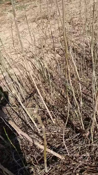 出售臭椿苗，巨峰葡萄苗。药用连翘苗，科研五号优质种苗，2/5年苗，药用连翘树，挂果树，全国包邮到家！财富密码18534302961