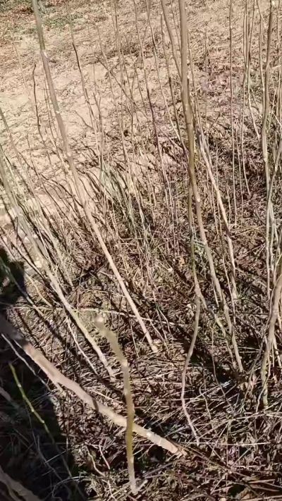 出售臭椿苗，巨峰葡萄苗。药用连翘苗，科研五号优质种苗，2/5年苗，药用连翘树，挂果树，全国包邮到家！财富密码18534302961