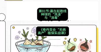 第01节：赢在起跑线&mdash;&mdash;种球的&ldquo;洗澡&rdquo;与&ldquo;消毒&rdquo;，课程：《卷丹百合&ldquo;无病高产&rdquo;植保实战课》#识农AI