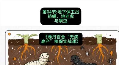 第04节：地下保卫战&mdash;&mdash;蛴螬、地老虎与螨虫 ，课程：《卷丹百合&ldquo;无病高产&rdquo;植保实战课》#识农AI