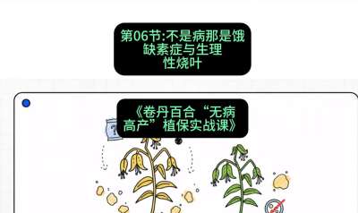 第06节：不是病那是饿&mdash;&mdash;缺素症与生理性烧叶 ，课程：《卷丹百合&ldquo;无病高产&rdquo;植保实战课》#识农AI