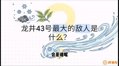 第04节：龙井双璧&mdash;&mdash;龙井43与群体种的差异化护养（重点），课程：《茗茶卫士&mdash;&mdash;茶叶病虫害绿色防控实战课》#识农AI