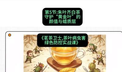 第05节：朱叶齐白茶&mdash;&mdash;守护&ldquo;黄金叶&rdquo;的颜值与蜡质层（重点），课程：《茗茶卫士&mdash;&mdash;茶叶病虫害绿色防控实战课》#识农AI