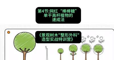 第04节：网红&ldquo;棒棒糖&rdquo;&mdash;&mdash;单干高杆植物的速成法，课程：《景观树木&ldquo;整形外科&rdquo;造型实战特训营》#识农AI