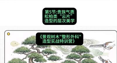 第05节：贵族气质&mdash;&mdash;松柏类&ldquo;云片&rdquo;造型的层次美学，课程：《景观树木&ldquo;整形外科&rdquo;造型实战特训营》#识农AI