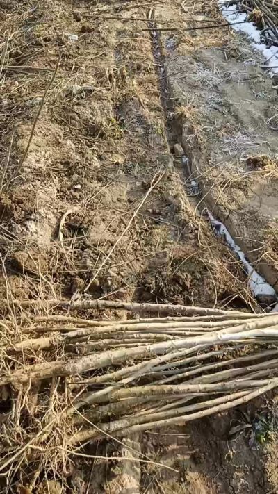 臭椿树苗，一年苗，需要联系18534302961