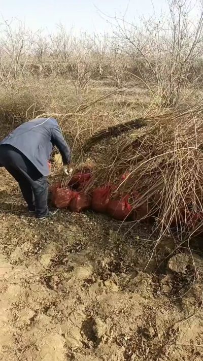 出售药用连翘苗，科研五号优质种苗，2/5年苗，药用连翘树，挂果树，全国包邮到家！财富密码18534302961出售药用连翘苗，科研五号优质种苗，2/5年苗，药用连翘树，挂果树，全国包邮到家！财富密码1