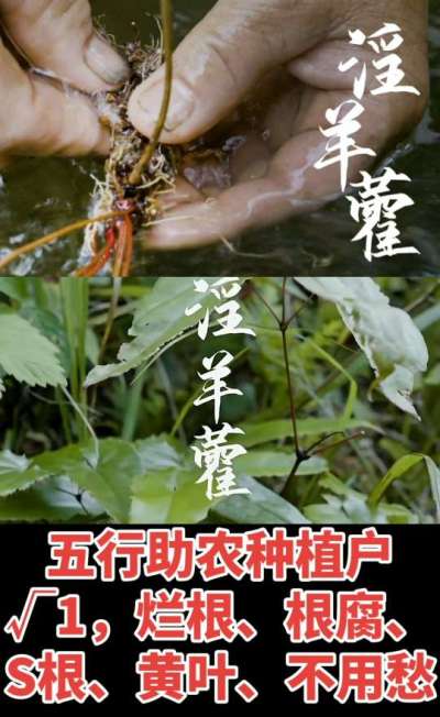 177，1907，0725，V 同号
1  老乡们！种淫羊藿不用乱买肥，咱这款专用肥，针对淫羊藿习性配的，壮苗防烂根，采收多卖钱，用过都回头！
2  咱种淫羊藿图的就是省心高产！专用肥薄肥勤施，苗不烧