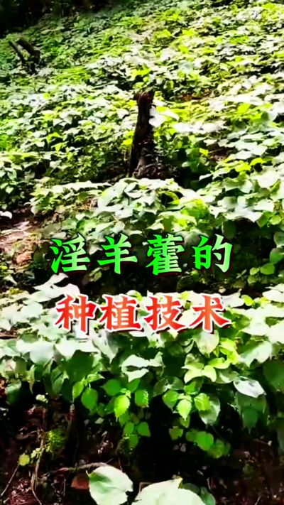 揭秘&ldquo;仙草&rdquo;淫羊藿的种植密码！耐严寒耐贫瘠，林下套种不占耕地，管理简单还能套种其他作物，一亩地的投入两亩地的收益～ 想返乡创业的赶紧码住！ #淫羊藿种植技术 #返乡创业项目 #药材种植指南 #农业新风