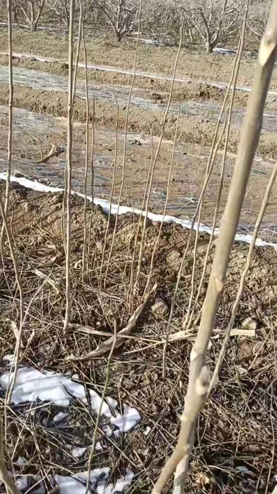 臭椿苗，一年苗，需要联系我，全国包邮到家。18534302961