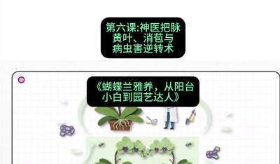 第六节：神医把脉：黄叶、消苞与病虫害逆转术，课程：《蝴蝶兰雅养六讲：从阳台小白到园艺达人》#识农AI