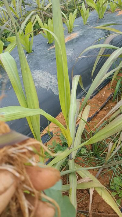 黑甘蔗种植下去，三个月。第一次追肥，