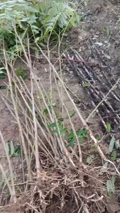 出售臭椿苗，巨峰葡萄苗。药用连翘苗，科研五号优质种苗，2/5年苗，药用连翘树，挂果树，全国包邮到家！财富密码18534302961