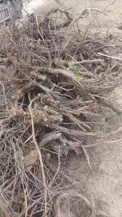 巨峰葡萄树，地径3/6公分，需要联系